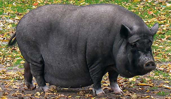 Особенности породы свиней