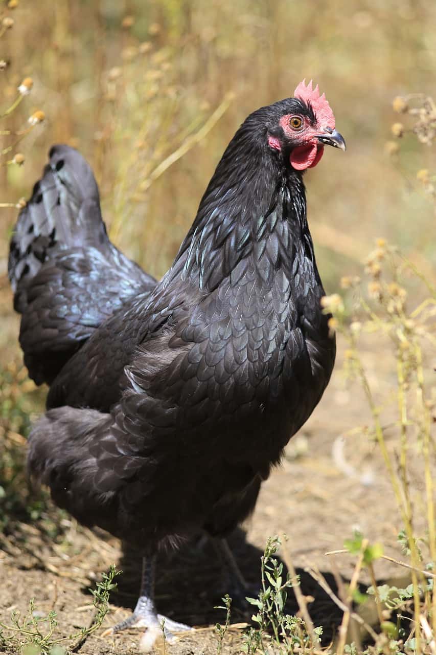 Australorp chicken 