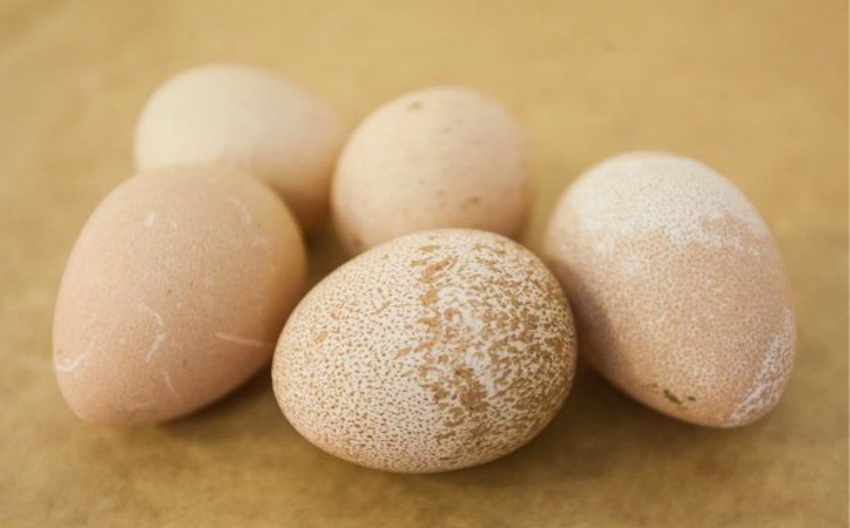 яйца цесарок