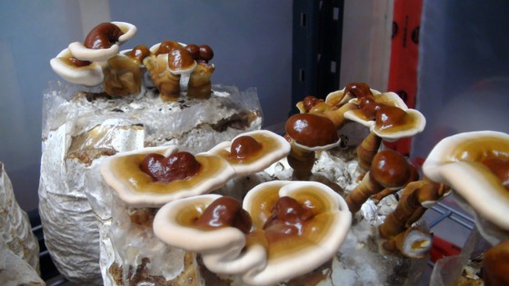 harvested king oyster mushrooms