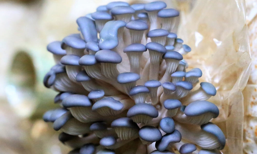 blue-oyster-mushroom