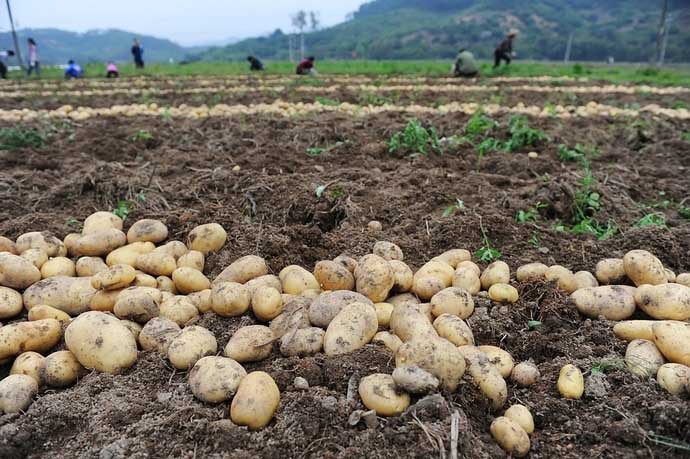 Как только картофель созреет, можно начинать сбор урожая