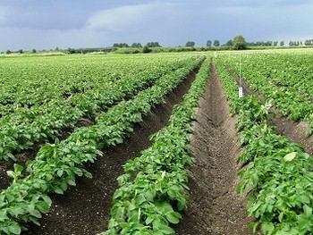 Выращивание картофеля, как бизнес — прибыльная деятельность