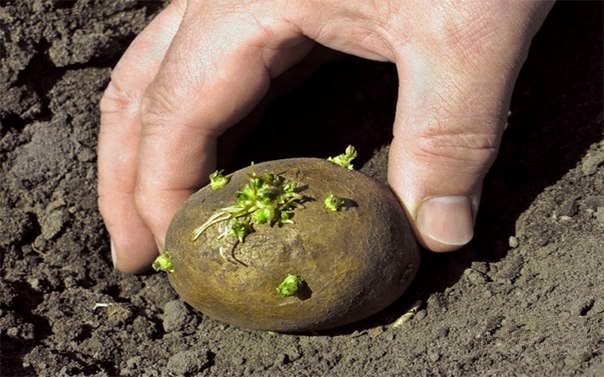 Время посадки картофеля будет зависеть не только от выбранного сорта, но и от климатических условий