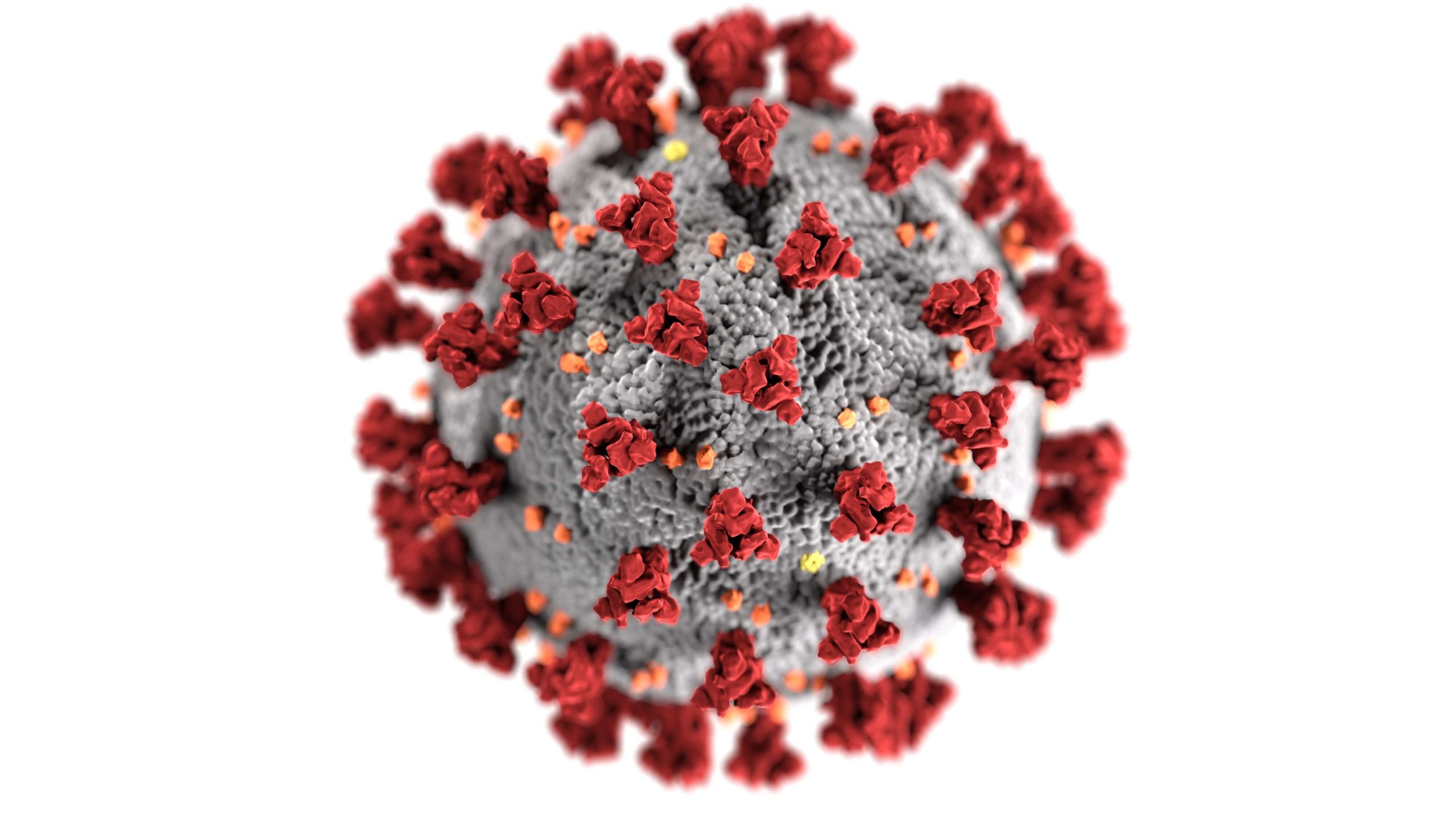 Coronavirus molecule (Photo by CDC on Unsplash)