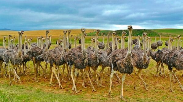Выращивание и разведение страусов: с чего начать, какую породу выбрать?