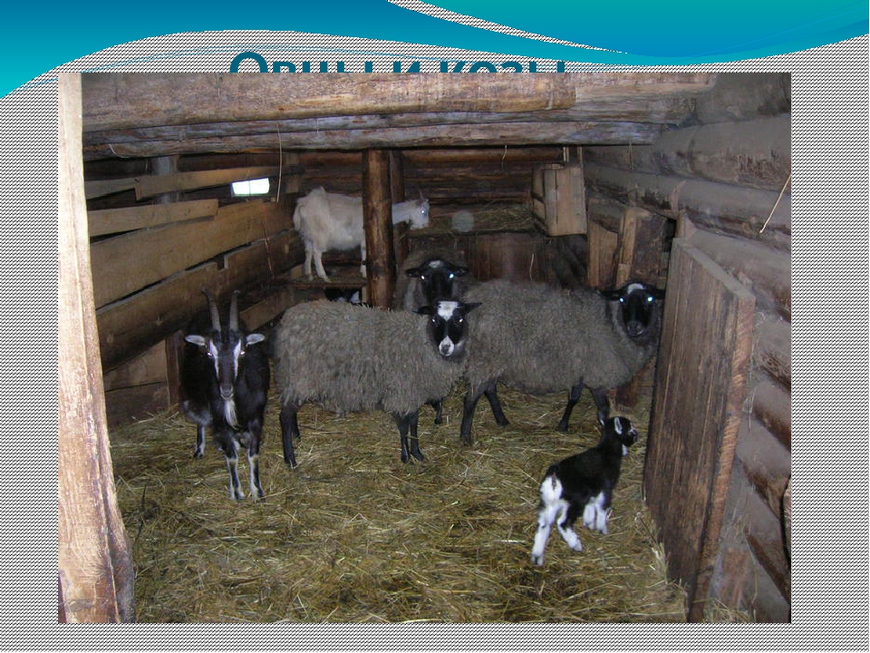 Сколько живут козы в домашних условиях