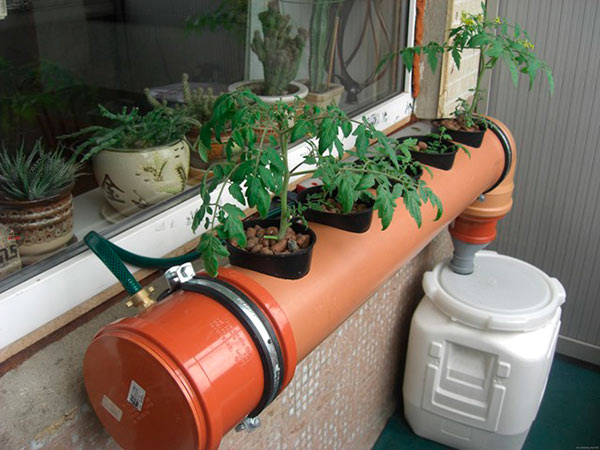 Выращивание томатов в гидропонной установке