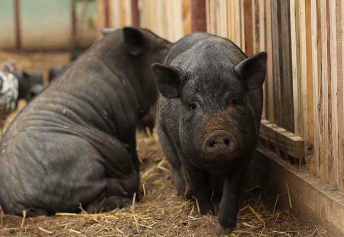 Масса тела вислобрюхой свиньи после 2 лет больше не растет
