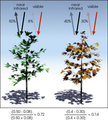 ndvi example