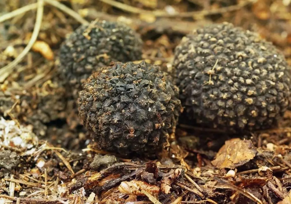 Трюфель гриб – ароматное земляное сокровище