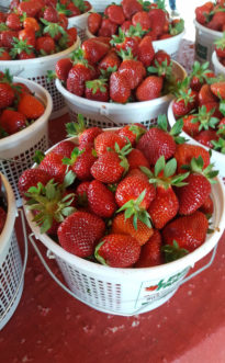 Fresh Picked strawberries.