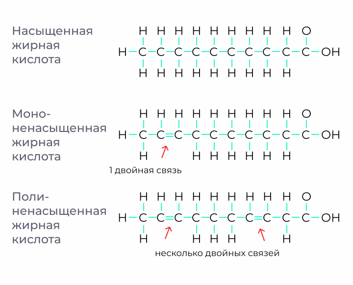 Примерная структура насыщенных, мононенасыщенных и полиненасыщенных жирных кислот и чем они отличаются