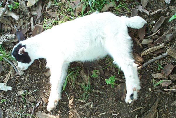 myotonic goat breeds