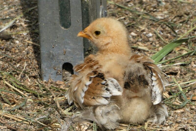 Baby Turkey