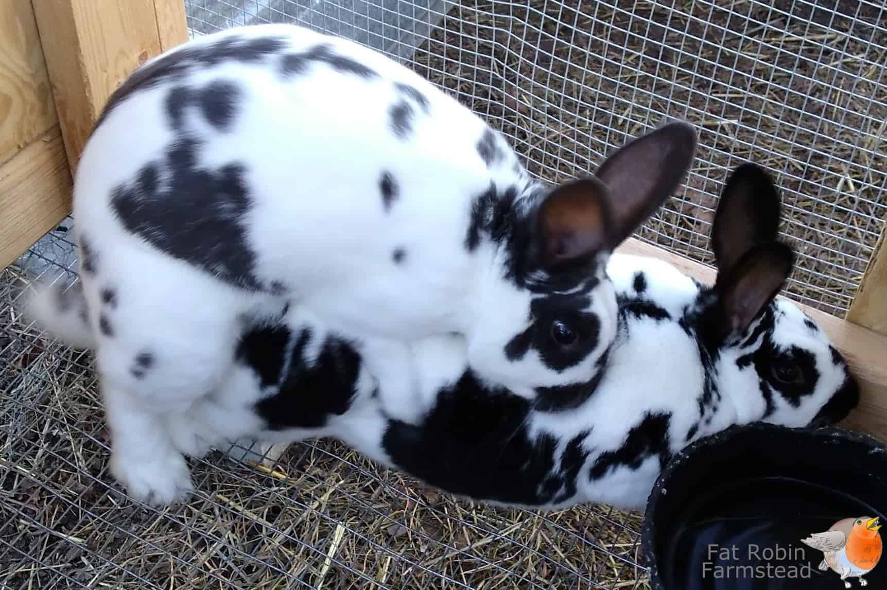 Rabbit Keeping rabbits mating