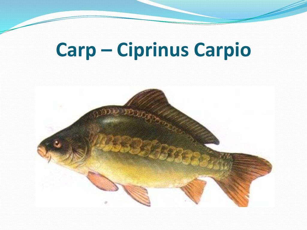 Carp – Ciprinus Carpio