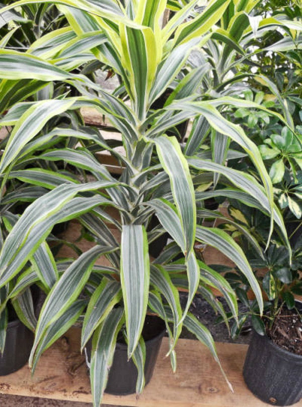 Growing dracaena fragrans is easy, even for beginners. Corn plant makes a great and showy indoor plant
