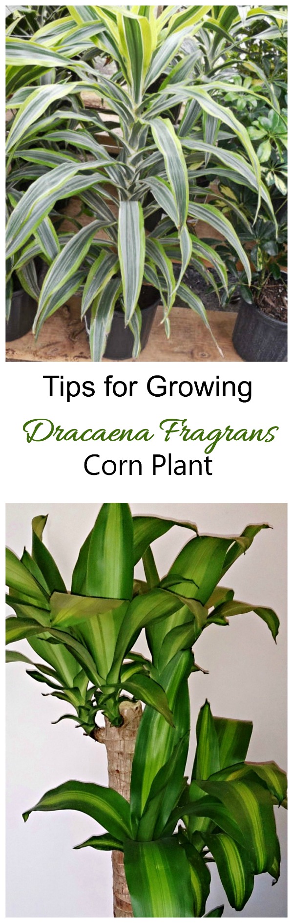 These tips for growing dracaena fragrans show how easy this house plant is to manage. #dracaenafragrans #cornplants