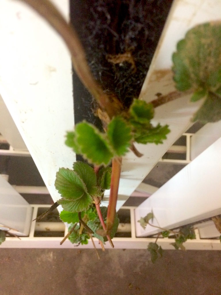 Grow hydroponic strawberries - five days after planting