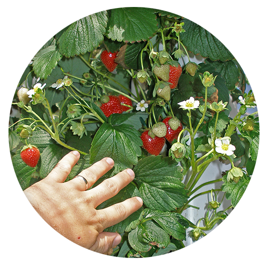 Grow hydroponic strawberries: zipgrow strawberry circle